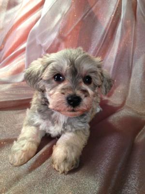 Male Schnoodle Puppy for sale #10 Born Sept. 1st 2013|Professional Schnoodle Dog Breeder Located Near the Iowa Minnesota Border